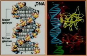 DNA Molecule