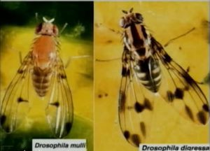 Drosophila Mulli