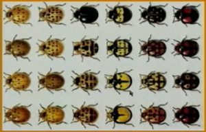 Insect varieties