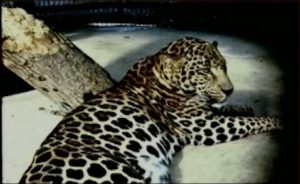 Leopard-Jaguar cross