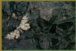 Moths dark background