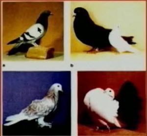 Pigeon variaties